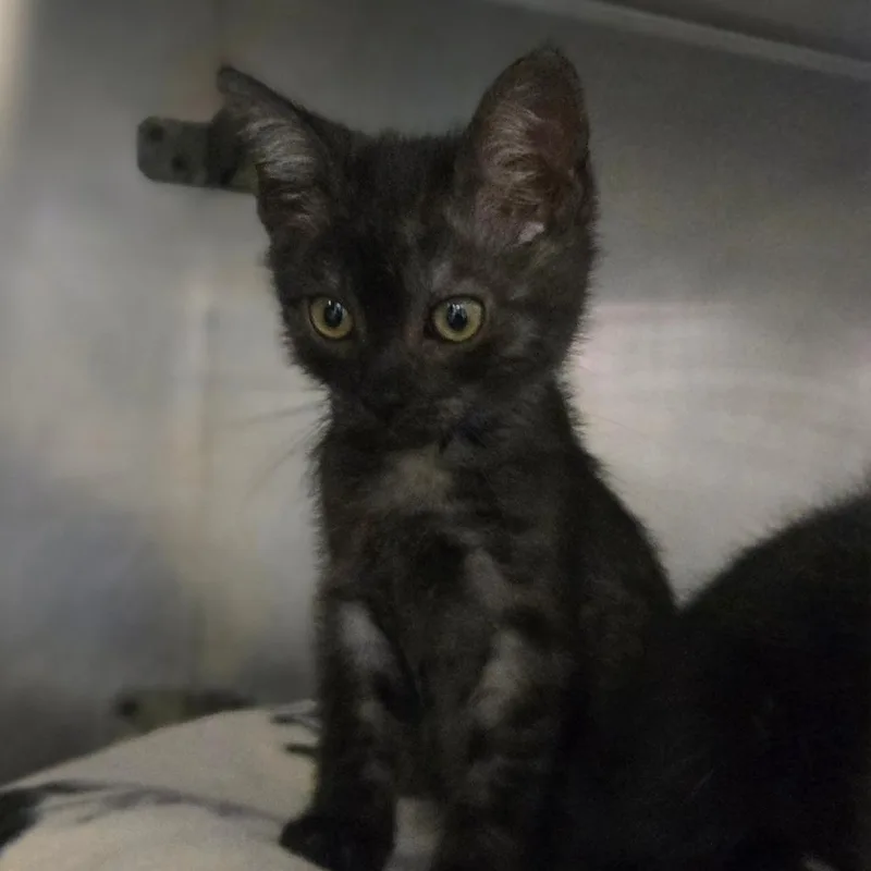 A baby small-sized male Smoke Domestic Medium Hair cat named Tab for adoption in San Jacinto, CA