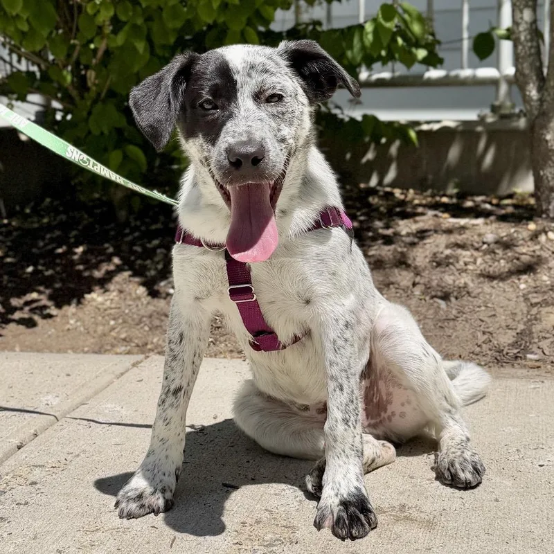 A young medium-sized male Black Cattle Dog dog named Dexter for adoption in East Hampton, NY