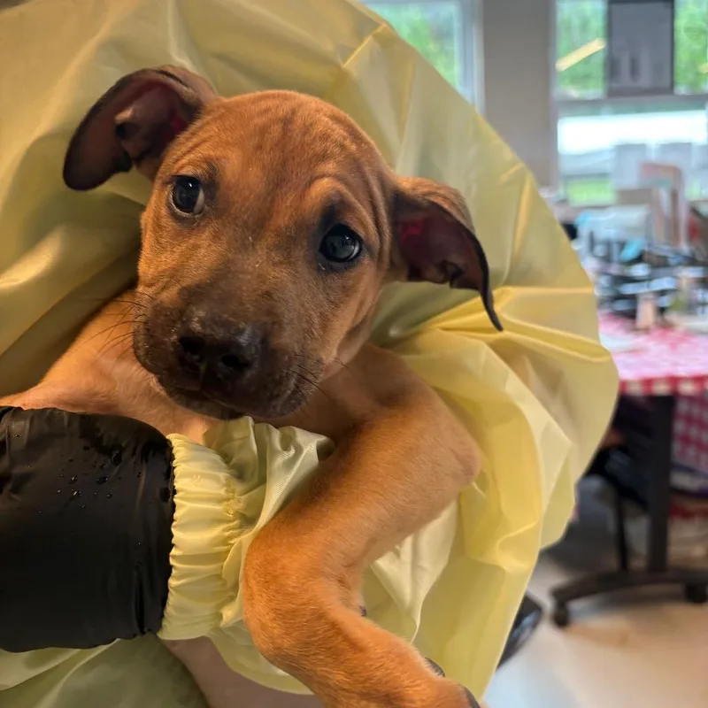 A baby small-sized male Yellow / Tan / Blond / Fawn Mixed Breed dog named Matcha for adoption in Huntington, WV