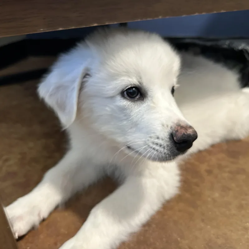 A baby large-sized male Great Pyrenees dog named Haaland DFW for adoption in Quinlan, TX