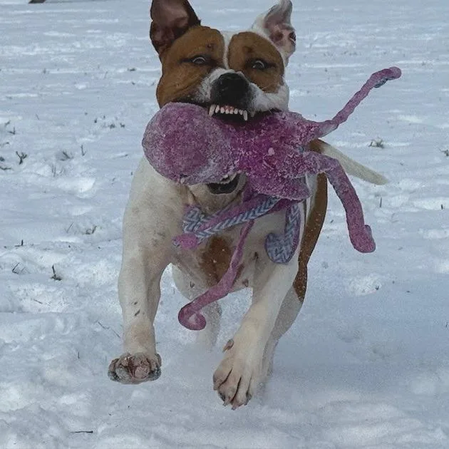 Princess thumbnail 3