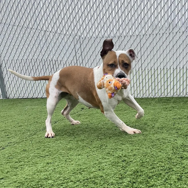 Princess thumbnail 5