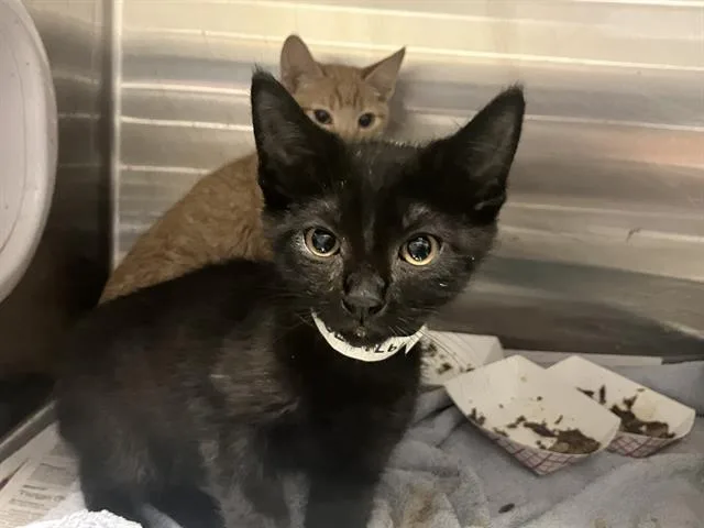 A baby small-sized male Domestic Short Hair cat named Vincent for adoption in Tustin, CA