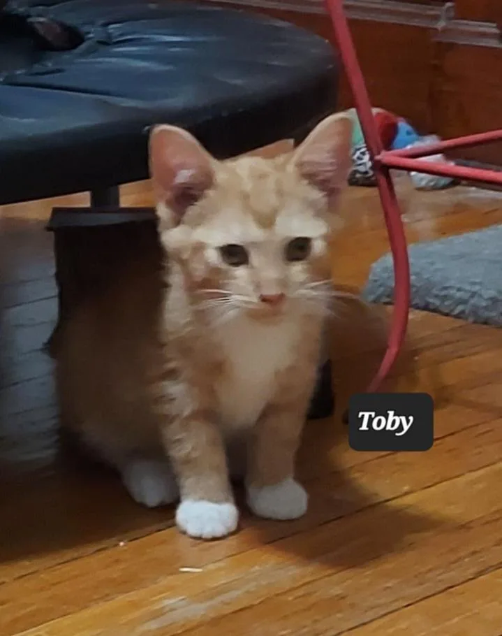 A baby medium-sized male Tabby (Orange / Red) Domestic Short Hair cat named Toby for adoption in Chicago, IL