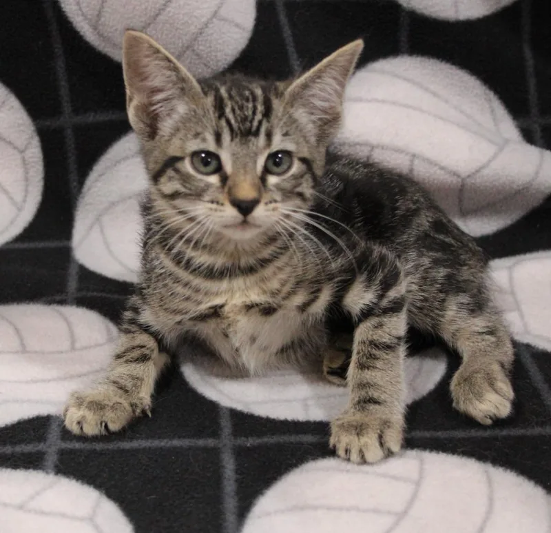 A baby medium-sized female Domestic Short Hair cat named Genesis for adoption in Vacaville, CA