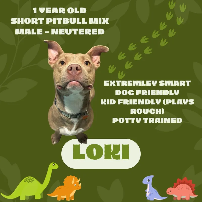 An adult medium-sized male Pit Bull Terrier dog named Loki for adoption in Watauga, TX