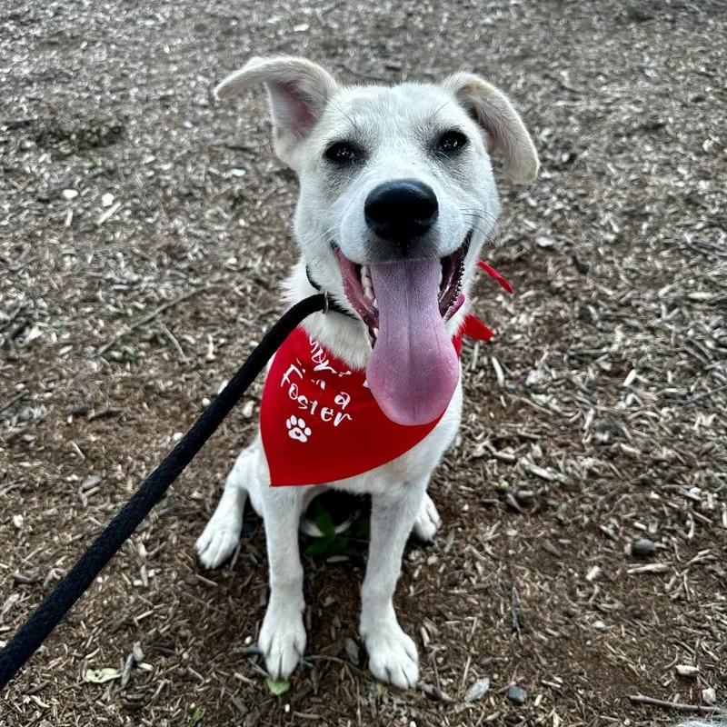 A young medium-sized female Yellow / Tan / Blond / Fawn Husky dog named Flora for adoption in Deerfield, IL