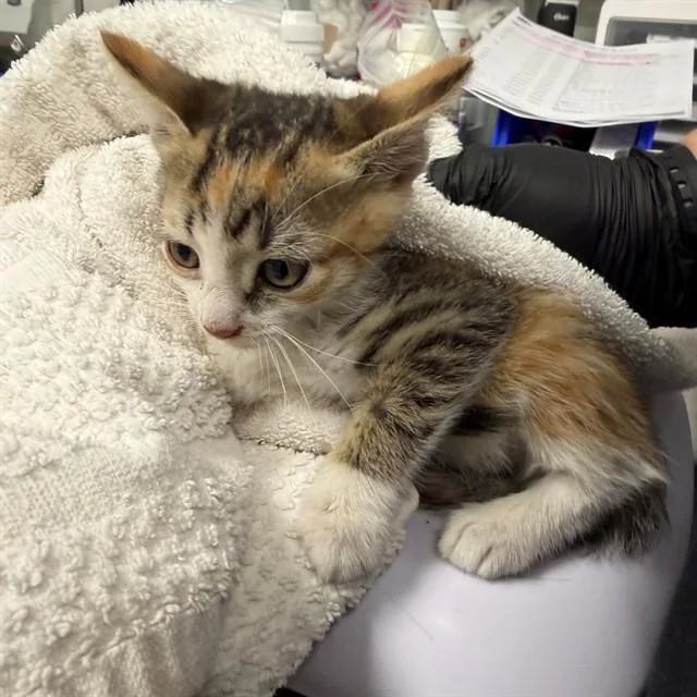 A baby small-sized female Domestic Short Hair cat named Cookie for adoption in Ontario, CA