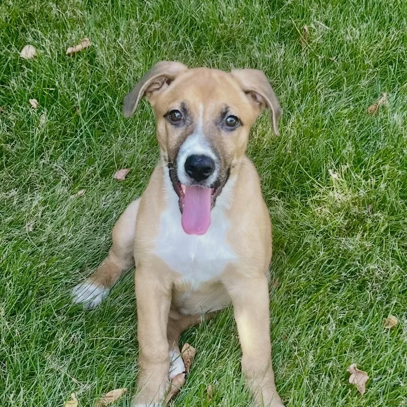 A baby medium-sized female German Shepherd Dog dog named Meg for adoption in Cordova, TN