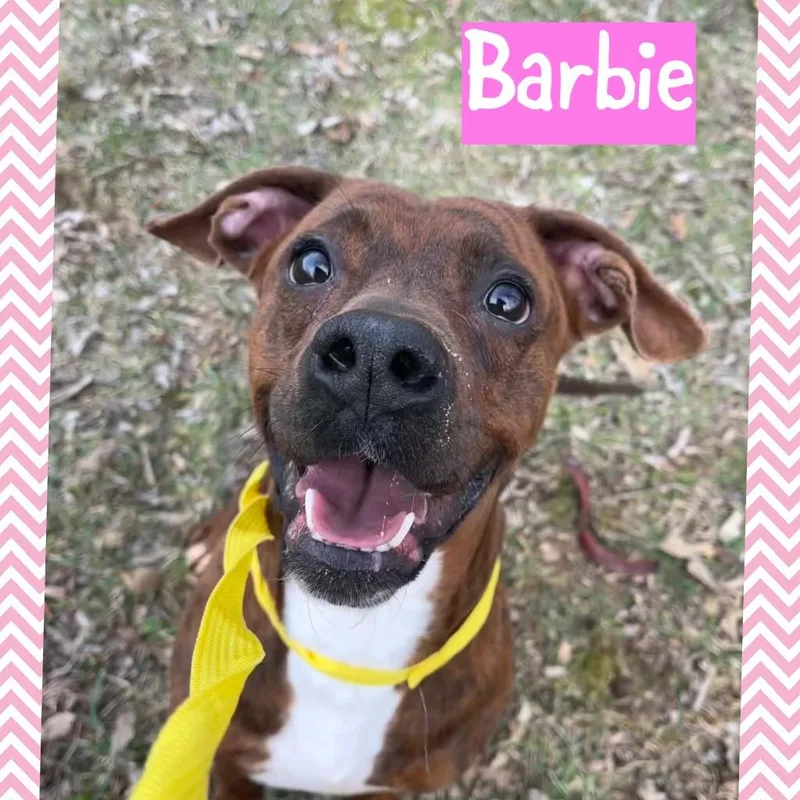 A young medium-sized female Staffordshire Bull Terrier dog named Barbie for adoption in Princeton, IN
