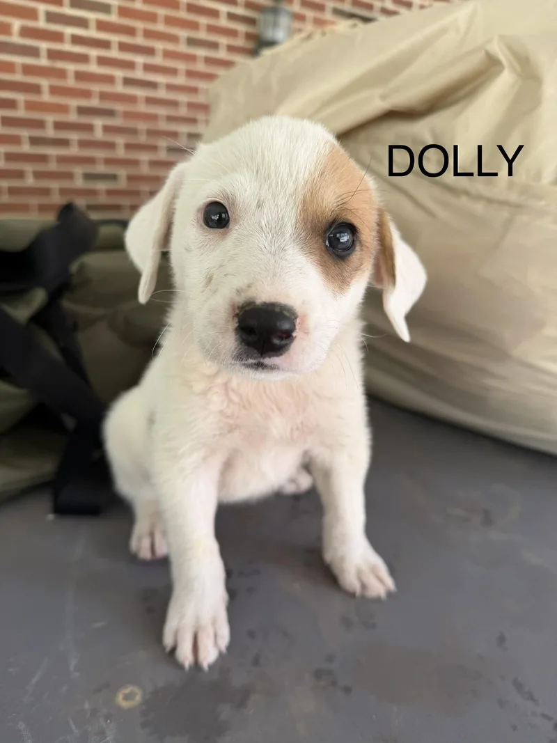 Dolly thumbnail 3