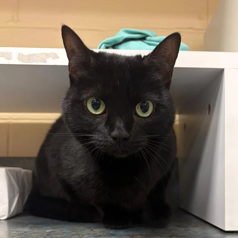 An adult medium-sized female Domestic Short Hair cat named Charkey for adoption in Fredericksburg, VA