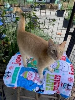 Caramello thumbnail 4