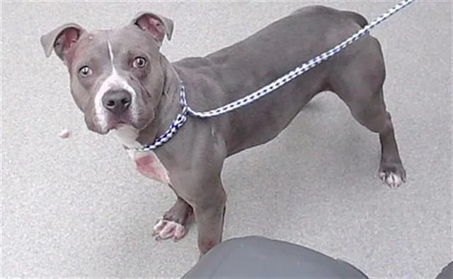 A young medium-sized male Boxer dog named Epaullette Shark for adoption in Omaha, NE