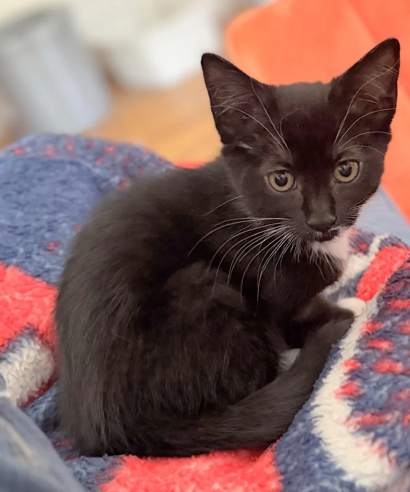 A baby medium-sized male Black & White / Tuxedo Domestic Short Hair cat named Velma for adoption in Melrose, MA