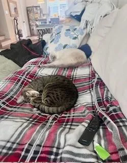 Pickle thumbnail 6