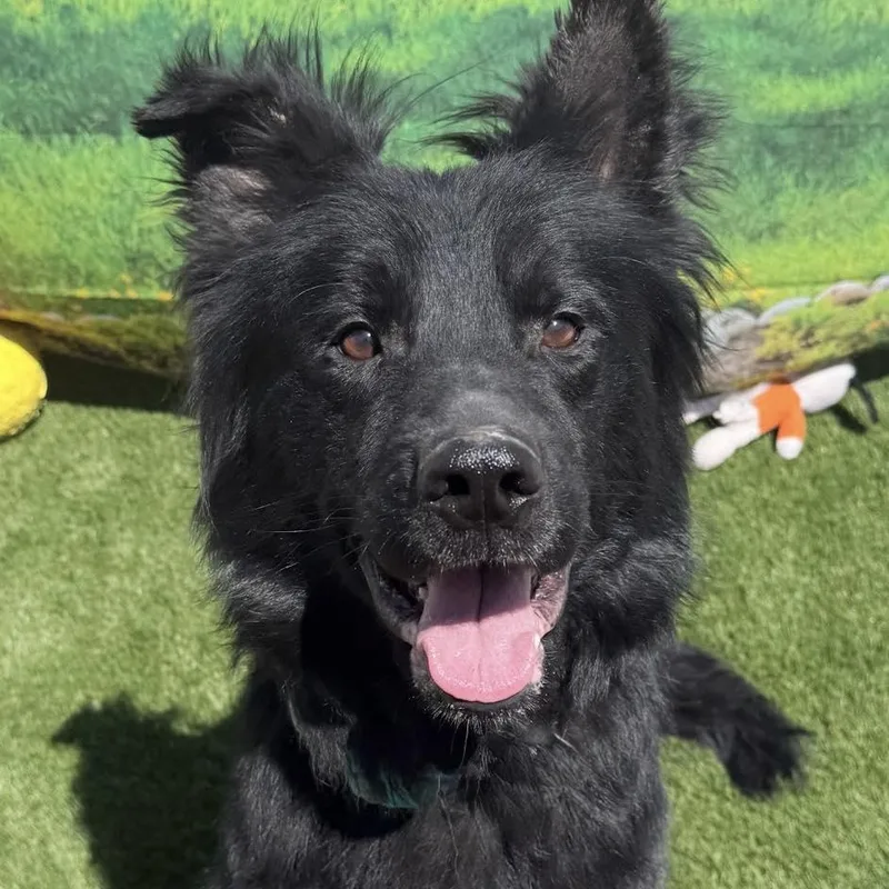 A young medium-sized male Black Mixed Breed dog named Ratino for adoption in Warren, OH