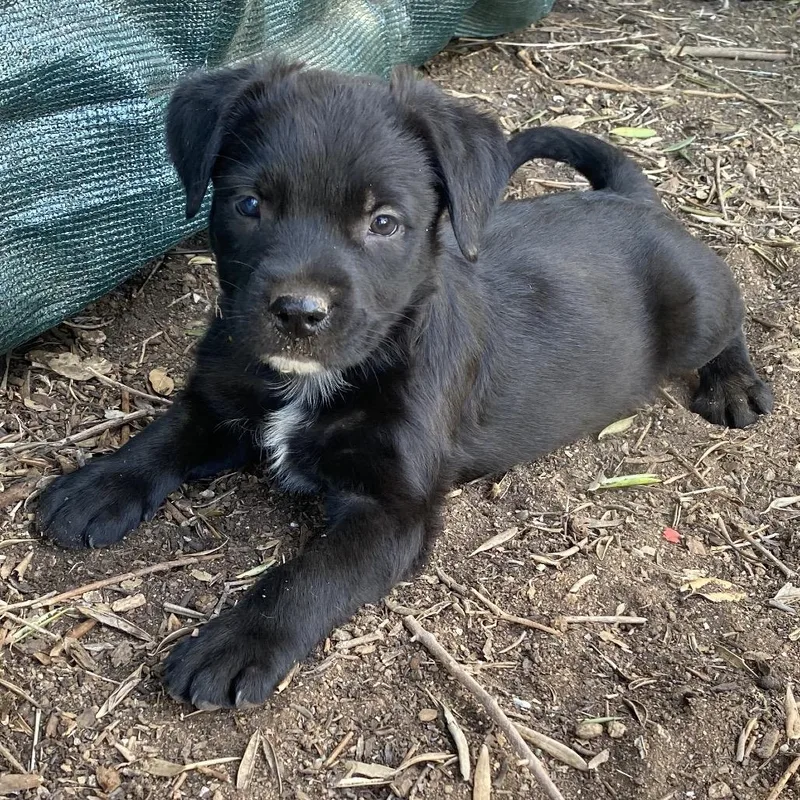 A baby medium-sized male Black Labrador Retriever dog named Harry for adoption in Escondido, CA