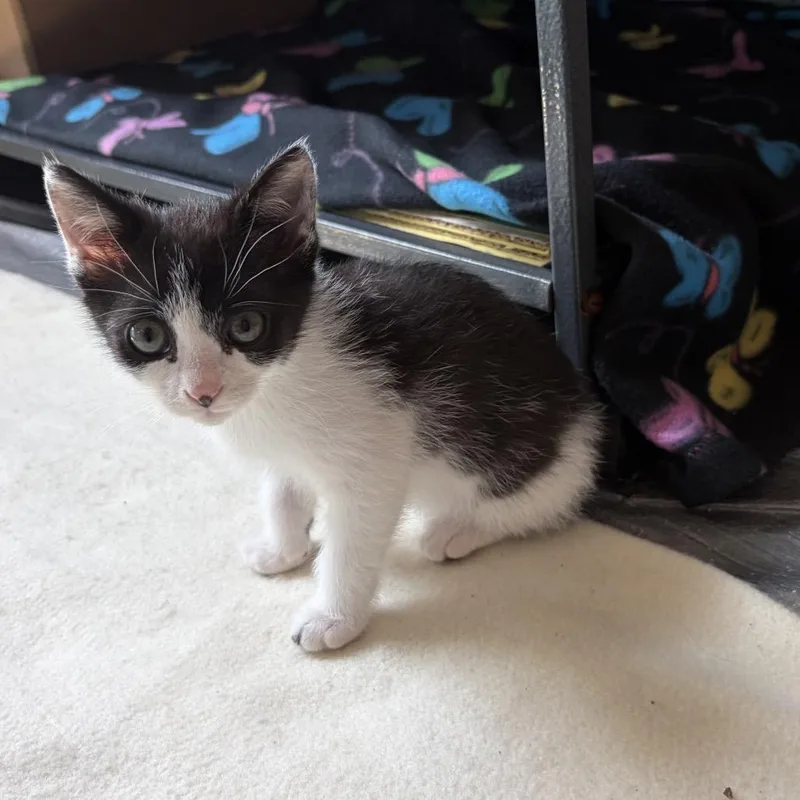 A baby small-sized female White Domestic Short Hair cat named Nymfurdora for adoption in Fayetteville, GA