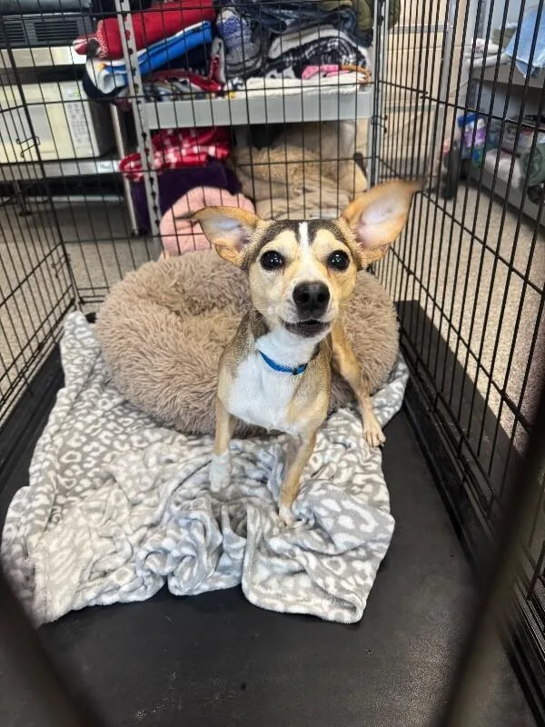 A young small-sized male Yellow / Tan / Blond / Fawn Chihuahua dog named Dracula for adoption in Georgetown, OH