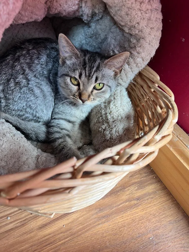 A baby small-sized female Domestic Short Hair cat named Dove for adoption in Gorham, ME