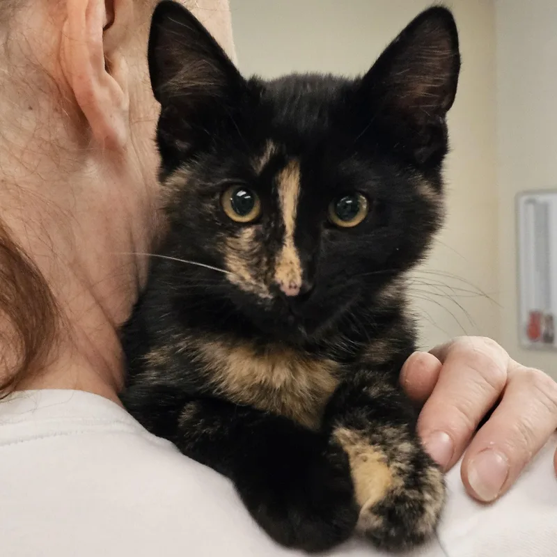 A baby medium-sized female Tortoiseshell cat named Patsy for adoption in Burlington, WA