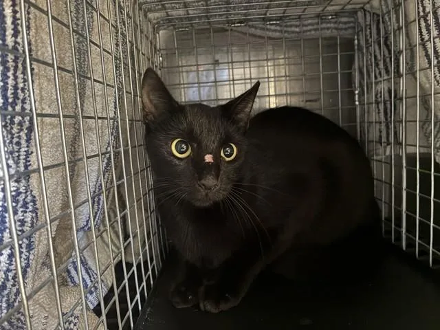 A young small-sized female Domestic Short Hair cat named Brandy for adoption in Fort Myers, FL