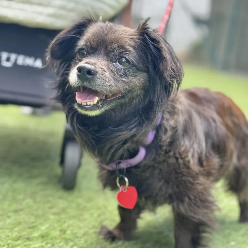 Olandria thumbnail 2