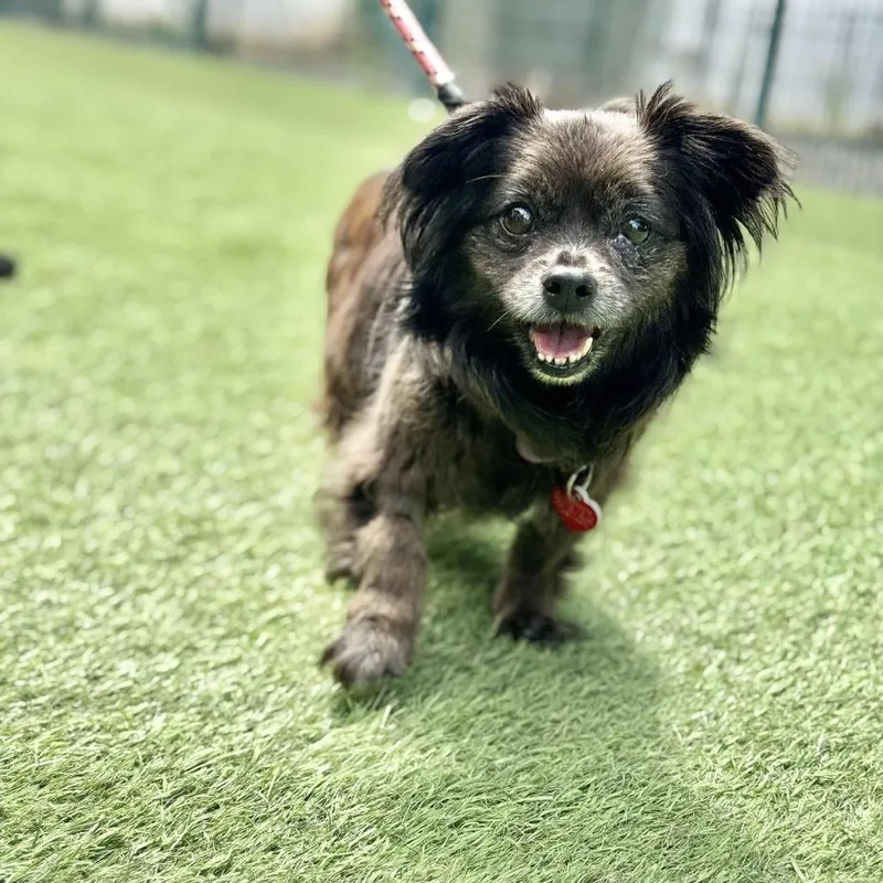 Olandria thumbnail 3