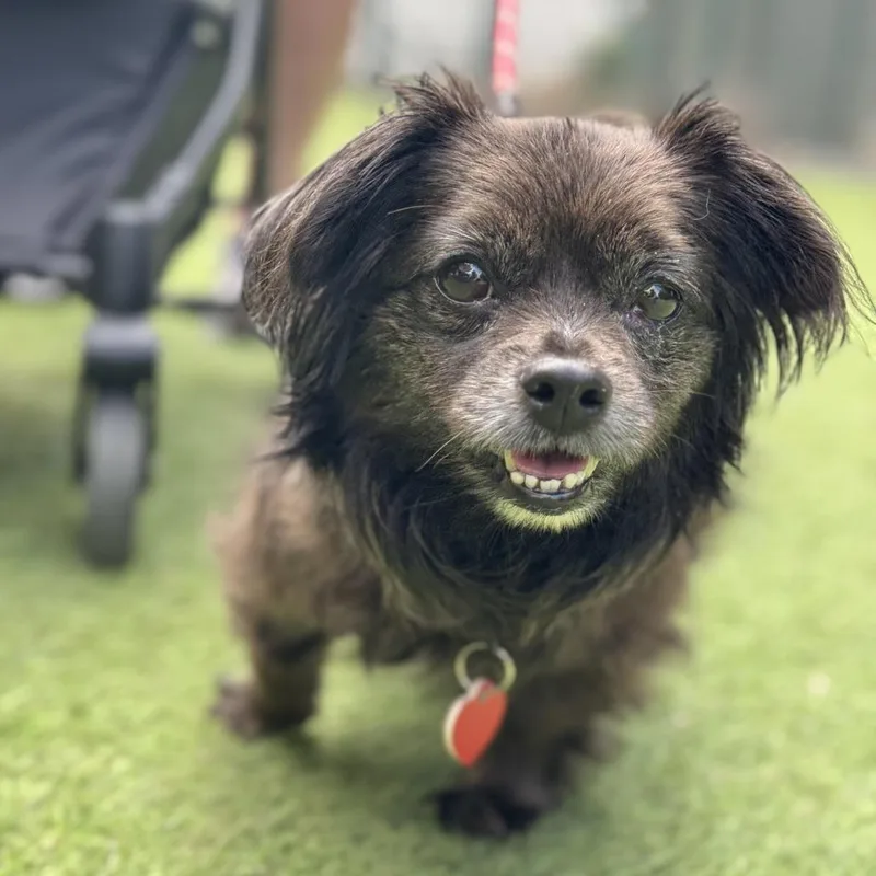 Olandria thumbnail 4