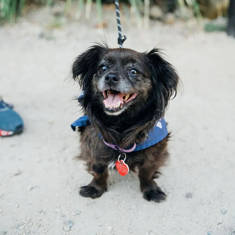 Olandria thumbnail 5