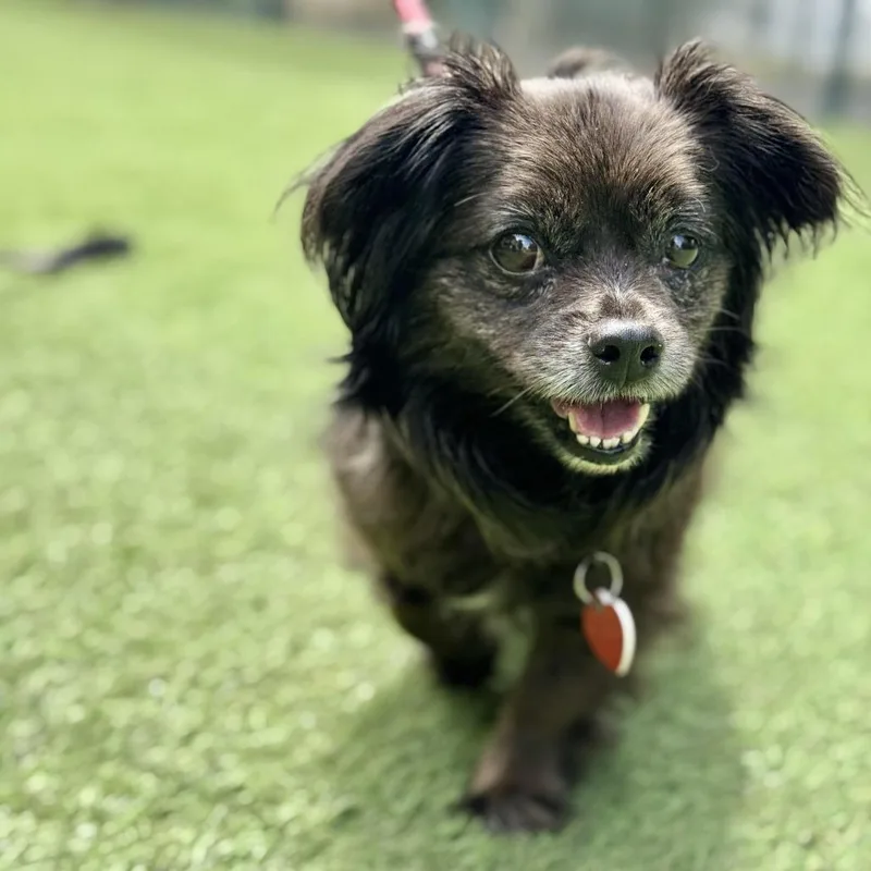 Olandria thumbnail 6