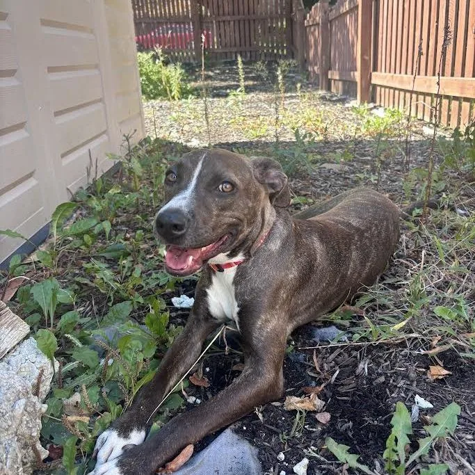 A baby medium-sized female Pit Bull Terrier dog named Jade for adoption in South Elgin, IL