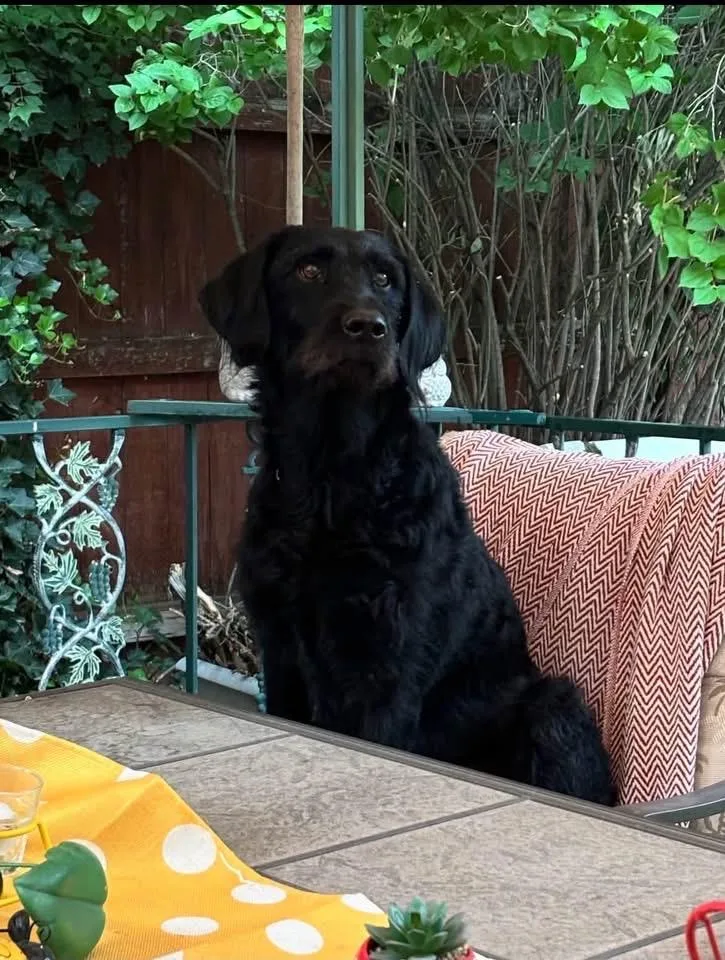 An adult medium-sized female Poodle dog named Gucci for adoption in Heber City, UT