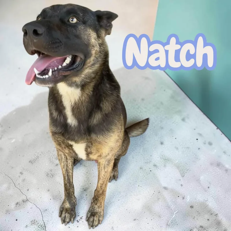 A young medium-sized male Black German Shepherd Dog dog named Natch crate for adoption in Chuckey, TN