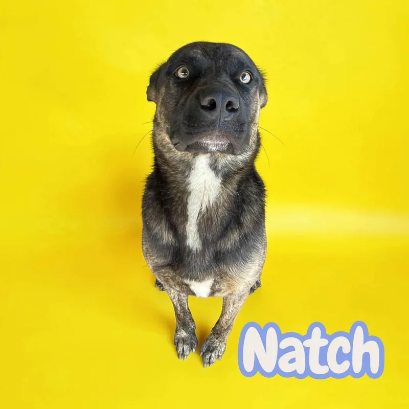 Natch  crate  thumbnail 2
