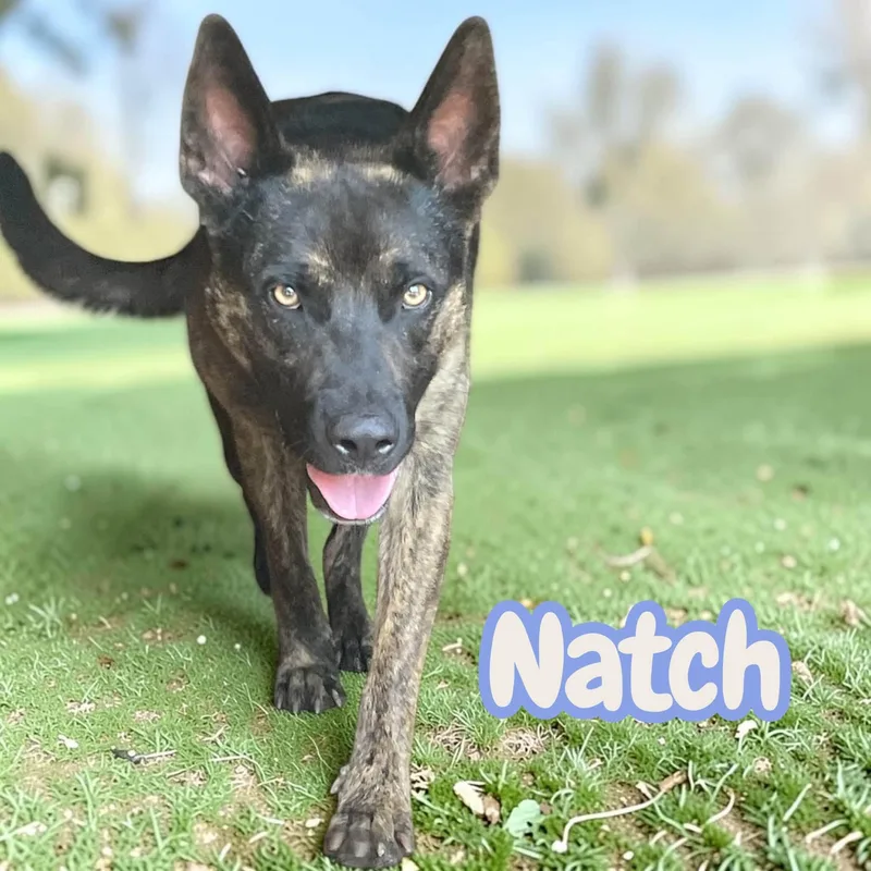 Natch  crate  thumbnail 5