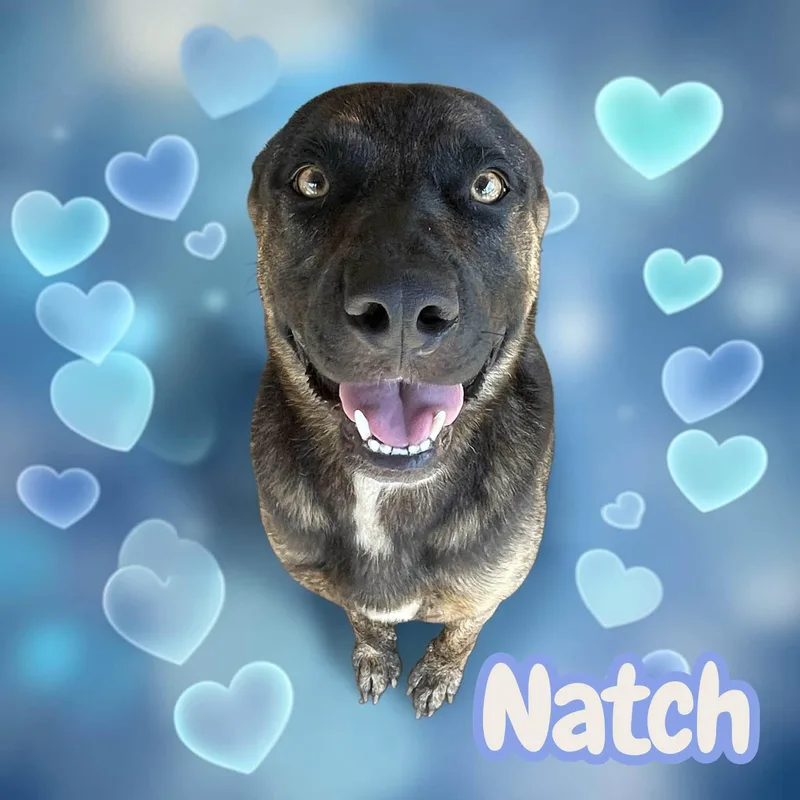 Natch  crate  thumbnail 6