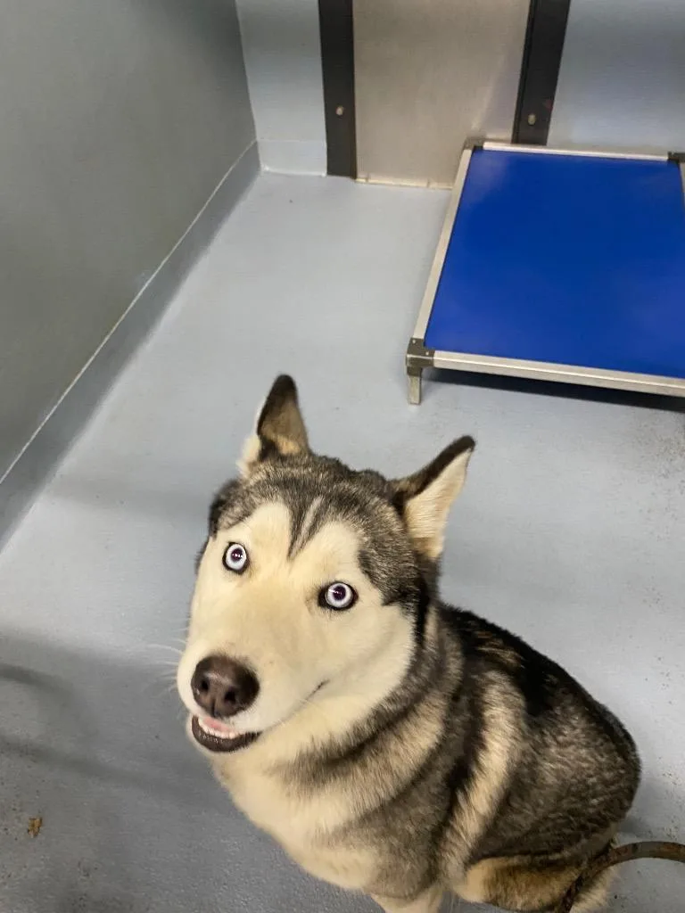 A young large-sized male Husky dog named Bonbon for adoption in Cartersville , GA