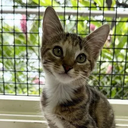 A baby small-sized female Domestic Short Hair cat named Minnie for adoption in Honolulu, HI