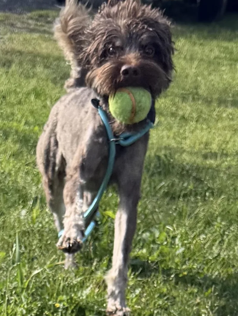 Sylvester thumbnail 2