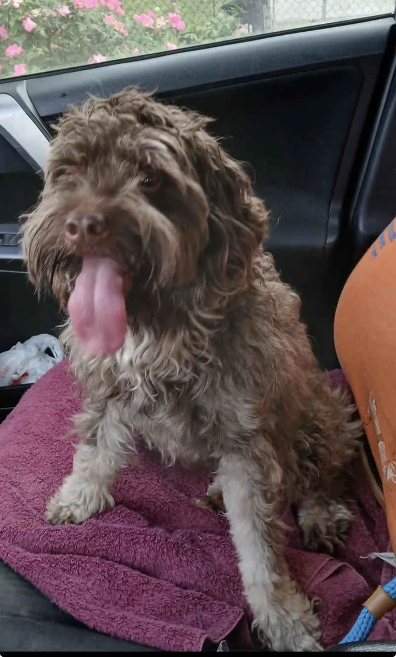 Sylvester thumbnail 3