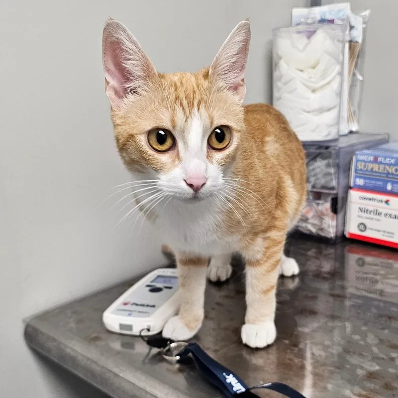 An adult large-sized female Orange / Red Domestic Short Hair cat named Daphne for adoption in Mooresville, NC