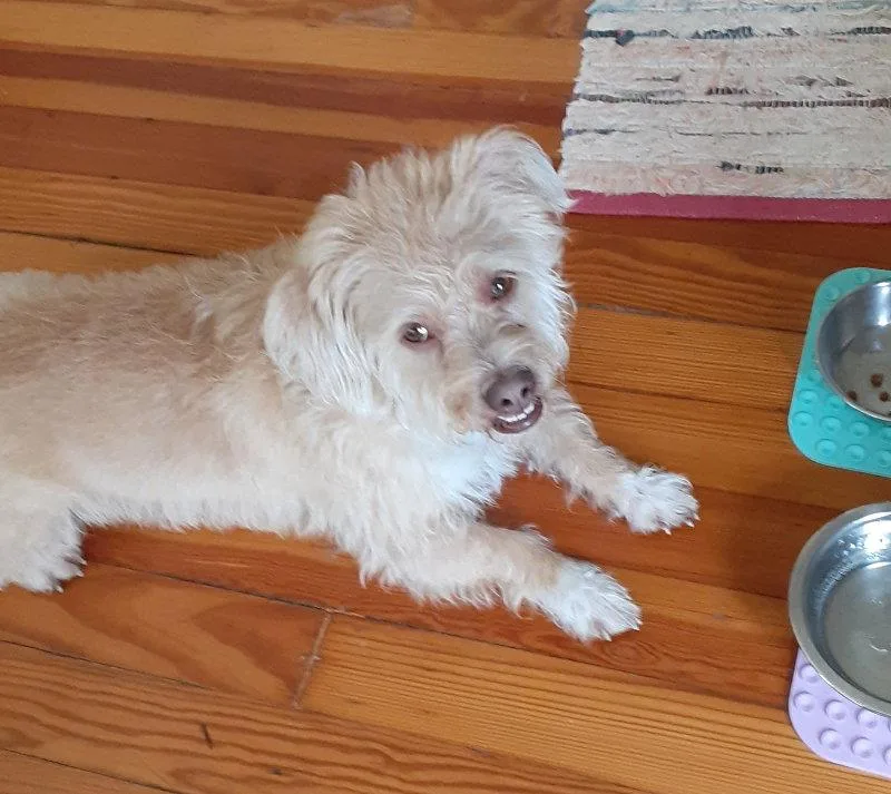 An adult medium-sized male Schnauzer dog named Fred for adoption in Alexandria, KY