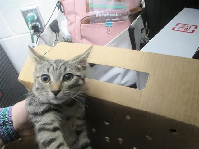 A baby small-sized female Domestic Short Hair cat named Brienne for adoption in Ocala, FL