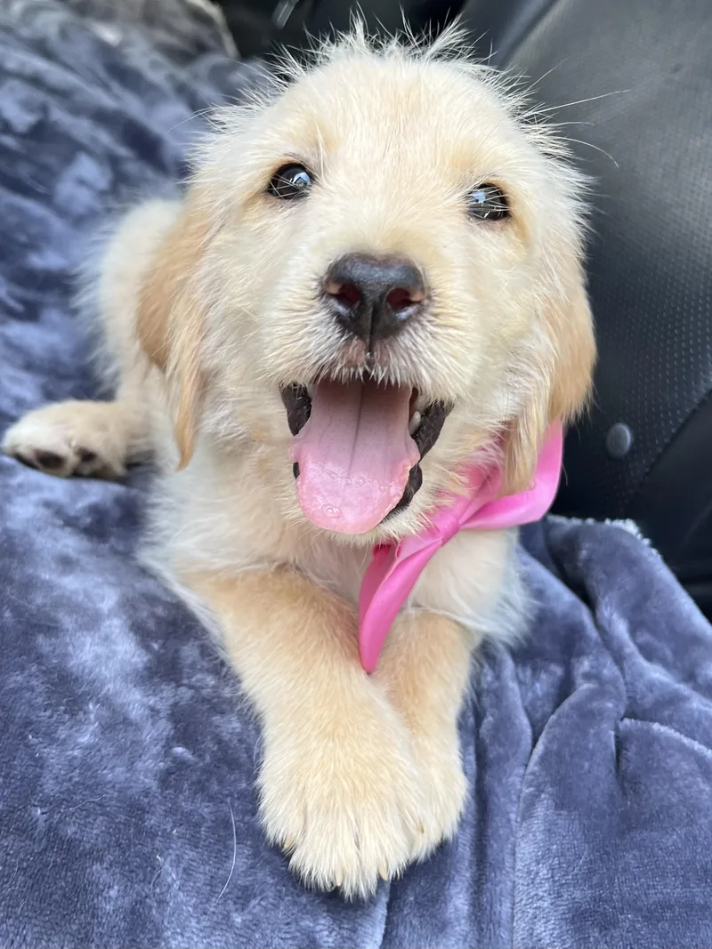 A baby medium-sized female Goldendoodle dog named Honey for adoption in Gilbert, SC