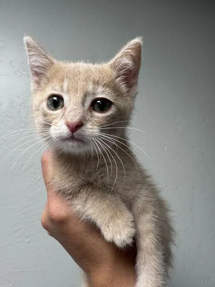 A baby small-sized male Domestic Short Hair cat named Sonny for adoption in Shawano, WI