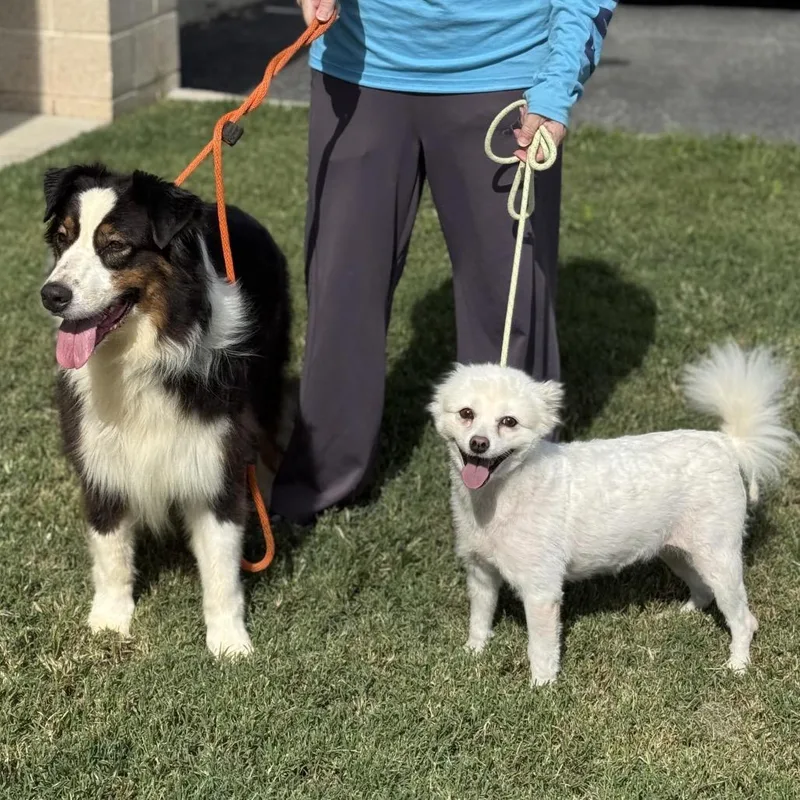 An adult medium-sized male Black Australian Shepherd dog named Boomer for adoption in Falls Church, VA