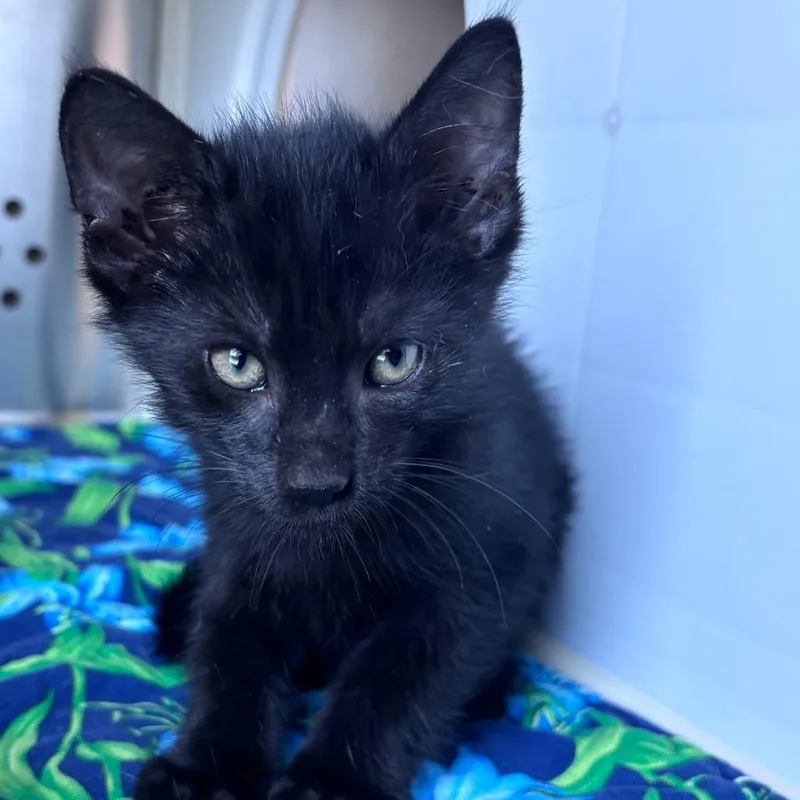 A baby small-sized male Black Domestic Short Hair cat named Winnipeg for adoption in Norman, OK