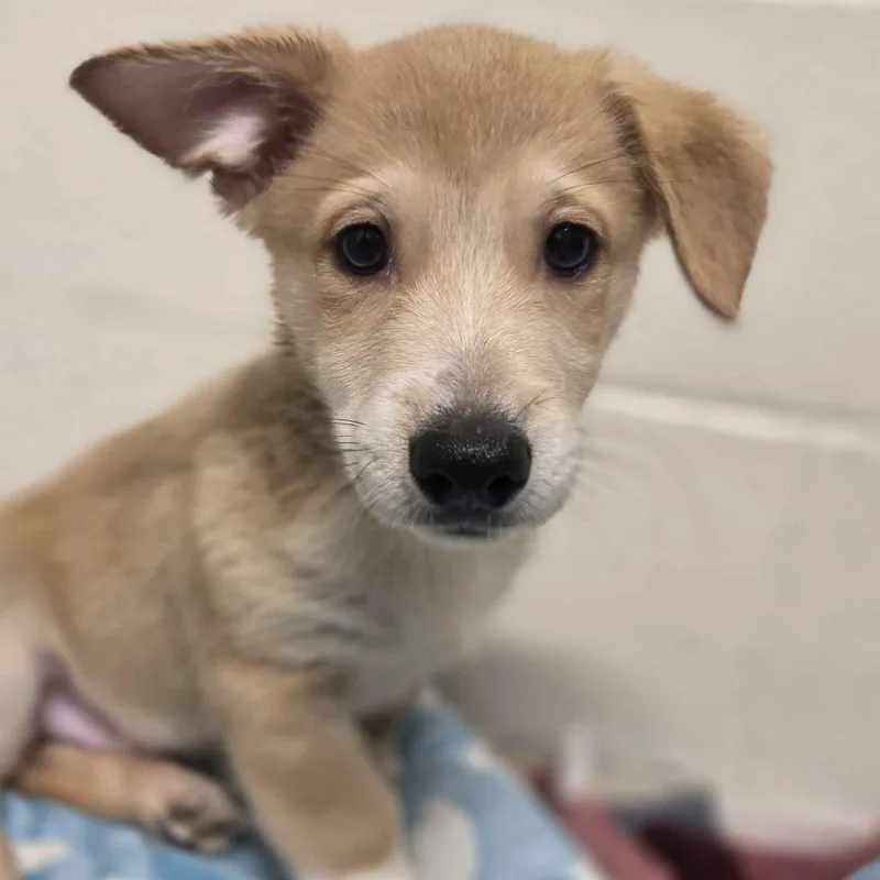 A baby small-sized male Yellow / Tan / Blond / Fawn Cardigan Welsh Corgi dog named Doc for adoption in Beaumont, TX